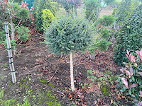 Ligustrum bolvorm op stam (met kluit) sierboom - afbeelding 1 van  1