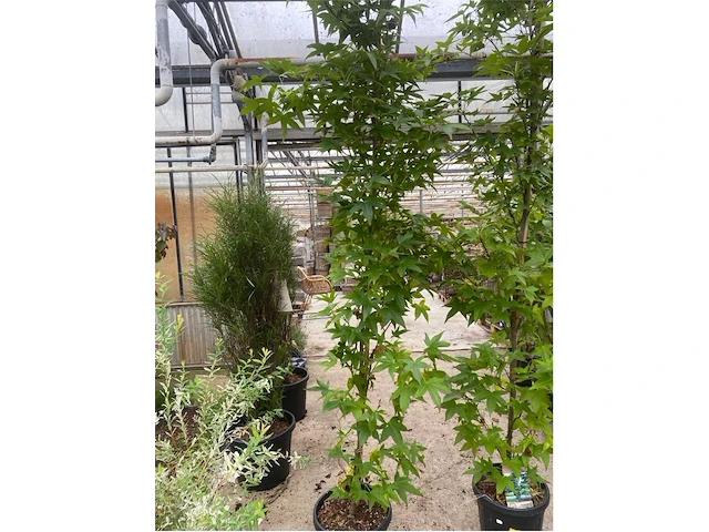 Liquidambar - styraciflua - afbeelding 1 van  1