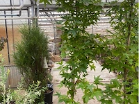 Liquidambar - styraciflua - afbeelding 1 van  1