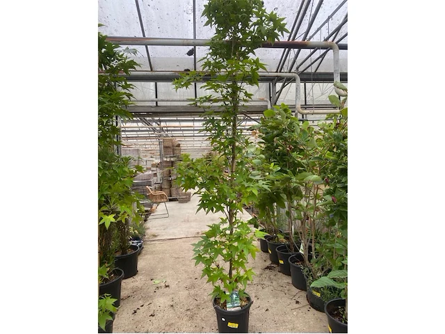 Liquidambar - styraciflua - afbeelding 1 van  1