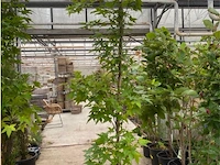 Liquidambar - styraciflua - afbeelding 1 van  1