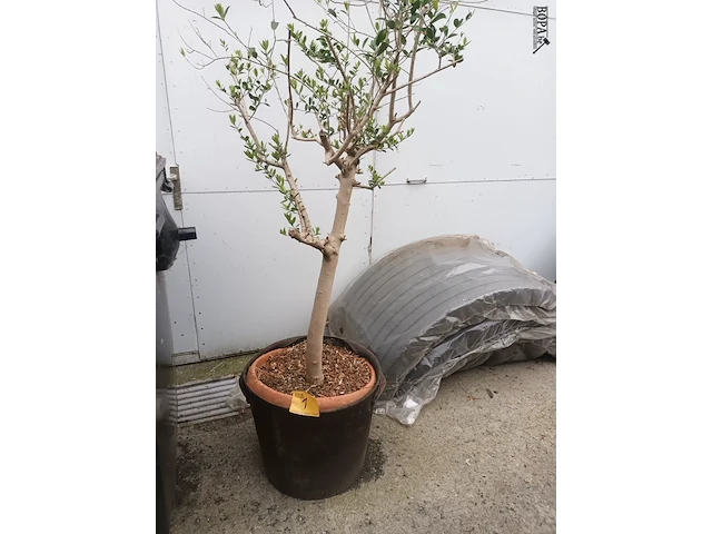 Lot 1 - olijfboom in pot - afbeelding 1 van  3
