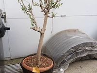 Lot 1 - olijfboom in pot - afbeelding 1 van  3