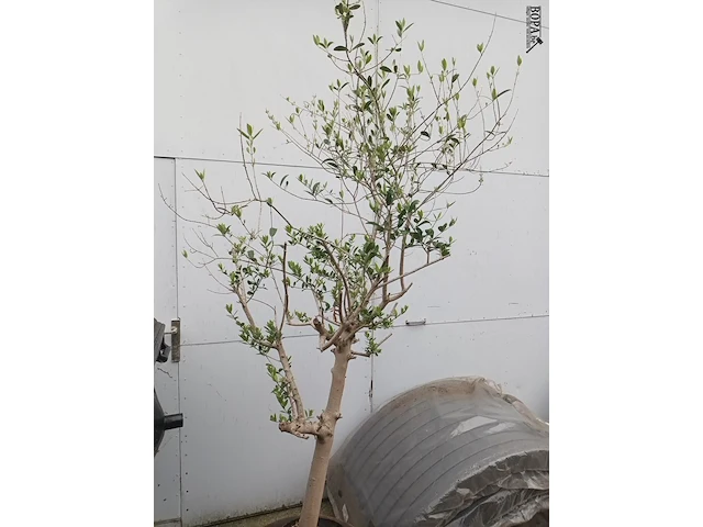 Lot 1 - olijfboom in pot - afbeelding 2 van  3