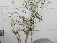 Lot 1 - olijfboom in pot - afbeelding 2 van  3