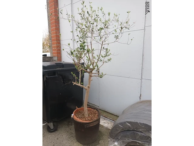 Lot 1 - olijfboom in pot - afbeelding 3 van  3