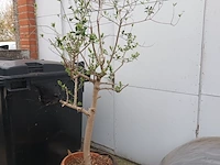 Lot 1 - olijfboom in pot - afbeelding 3 van  3