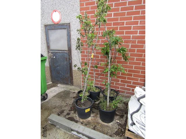 Lot 10 - weichsel kersenboom. 5 stuks - afbeelding 1 van  1