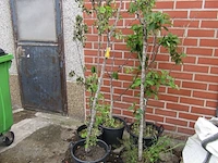Lot 10 - weichsel kersenboom. 5 stuks - afbeelding 1 van  1