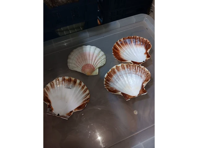 Lot 14 - coquille schelpen 120 stuks - afbeelding 2 van  2