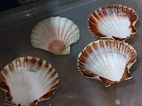 Lot 14 - coquille schelpen 120 stuks - afbeelding 2 van  2