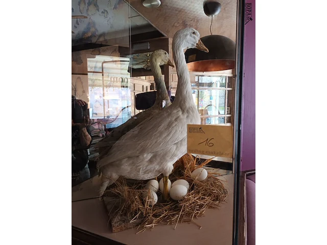 Lot 16 - opgezette gans - afbeelding 1 van  3
