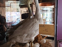 Lot 16 - opgezette gans - afbeelding 1 van  3