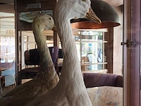 Lot 16 - opgezette gans - afbeelding 2 van  3