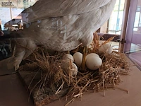 Lot 16 - opgezette gans - afbeelding 3 van  3