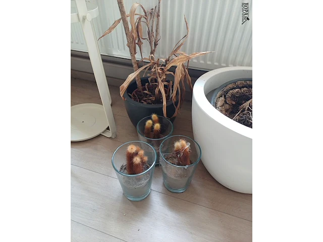 Lot 179 - bloempotten en kapstok - afbeelding 3 van  4