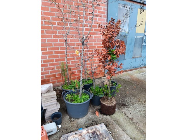 Lot 191 - boompjes. 6 stuks - afbeelding 1 van  3