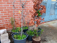 Lot 191 - boompjes. 6 stuks - afbeelding 1 van  3