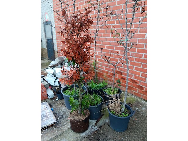 Lot 191 - boompjes. 6 stuks - afbeelding 2 van  3