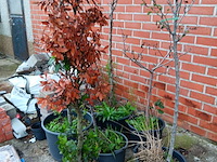 Lot 191 - boompjes. 6 stuks - afbeelding 2 van  3