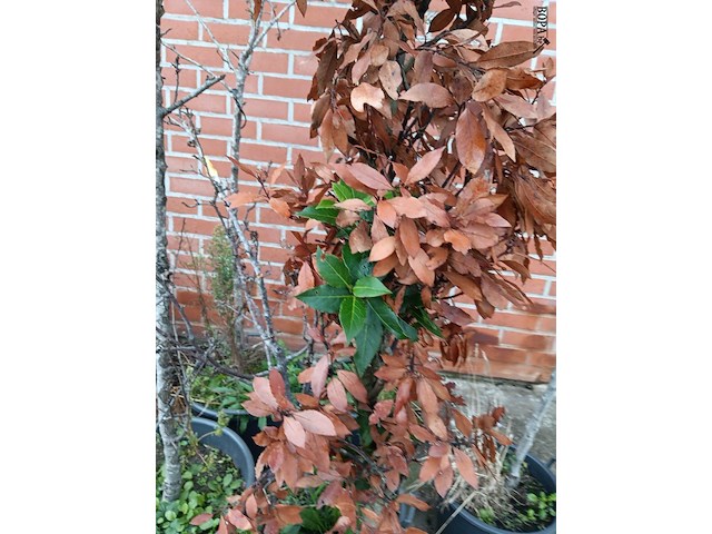 Lot 191 - boompjes. 6 stuks - afbeelding 3 van  3