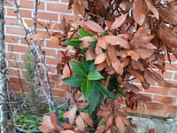 Lot 191 - boompjes. 6 stuks - afbeelding 3 van  3