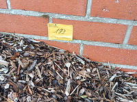 Lot 193 - boomschors - afbeelding 2 van  2