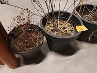 Lot 2 - bloempotten. 4 stuks - afbeelding 2 van  3