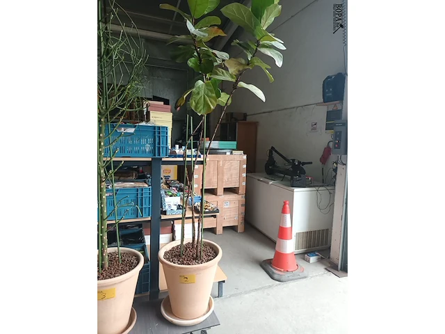Lot 2 - kamerplant in pot - afbeelding 1 van  3