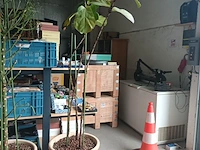 Lot 2 - kamerplant in pot - afbeelding 1 van  3