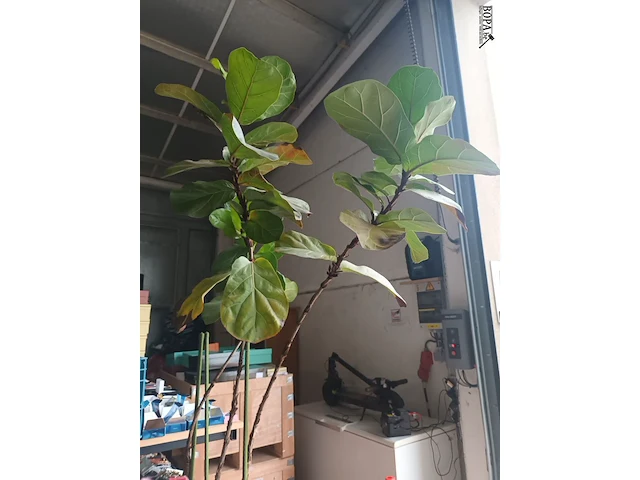 Lot 2 - kamerplant in pot - afbeelding 2 van  3