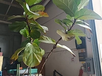 Lot 2 - kamerplant in pot - afbeelding 2 van  3