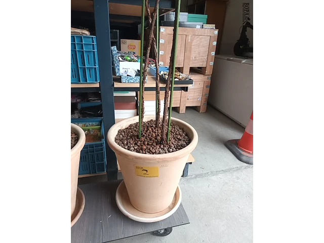 Lot 2 - kamerplant in pot - afbeelding 3 van  3