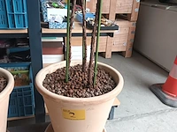 Lot 2 - kamerplant in pot - afbeelding 3 van  3