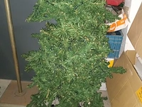 Lot 20 - kerstboom met voet - afbeelding 3 van  3
