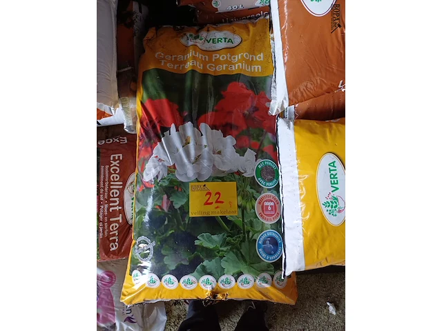 Lot 22 - verta geranium potgrond - 7 stuks - afbeelding 1 van  3