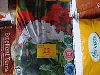 Lot 22 - verta geranium potgrond - 7 stuks - afbeelding 1 van  3