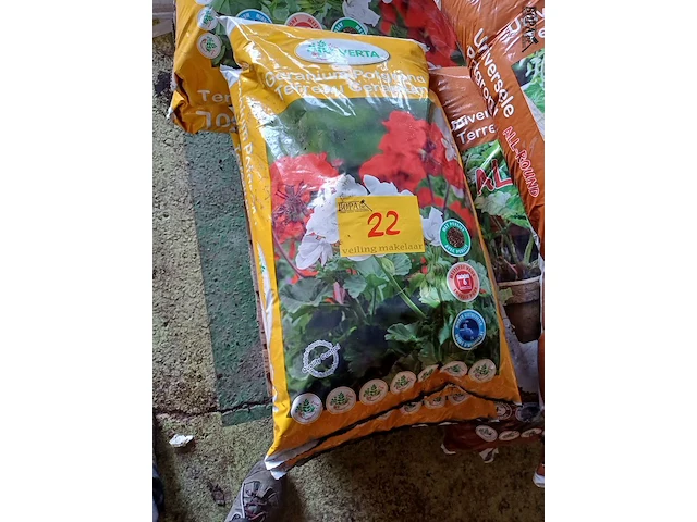 Lot 22 - verta geranium potgrond - 7 stuks - afbeelding 2 van  3