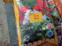Lot 22 - verta geranium potgrond - 7 stuks - afbeelding 2 van  3