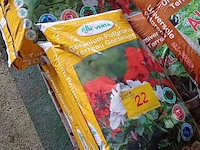 Lot 22 - verta geranium potgrond - 7 stuks - afbeelding 3 van  3