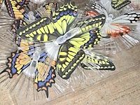 Lot 26 - grote vlinders en kleine lichtgevende vlinders - afbeelding 5 van  5