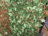 Lot 26 - kunsthaag. 2 stuks - afbeelding 3 van  3