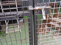 Lot 265 - hondenkennel - afbeelding 6 van  6