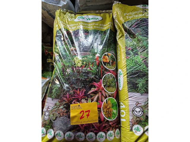 Lot 27 - verta potgrond tropische planten - 12 stuks - afbeelding 1 van  4