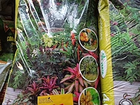 Lot 27 - verta potgrond tropische planten - 12 stuks - afbeelding 1 van  4