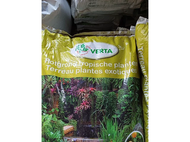 Lot 27 - verta potgrond tropische planten - 12 stuks - afbeelding 2 van  4