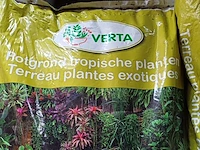 Lot 27 - verta potgrond tropische planten - 12 stuks - afbeelding 2 van  4