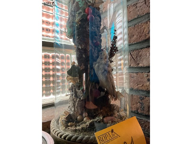 Lot 281 - vitrine antieke taxidermie met vogel en insecten - afbeelding 2 van  3