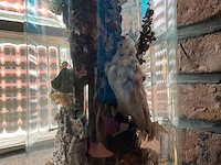 Lot 281 - vitrine antieke taxidermie met vogel en insecten - afbeelding 2 van  3