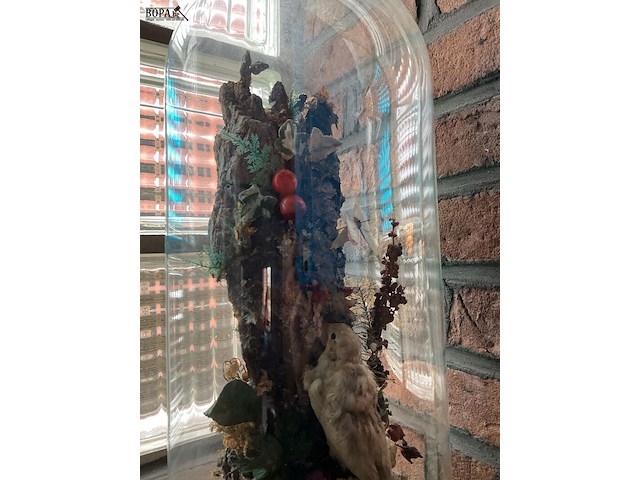 Lot 281 - vitrine antieke taxidermie met vogel en insecten - afbeelding 3 van  3